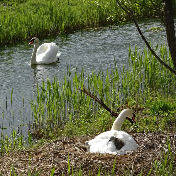 Eine Schwanenmutter Mit Ihren Beiden Cygnets Und Vater Schwan Auf — Stockfoto