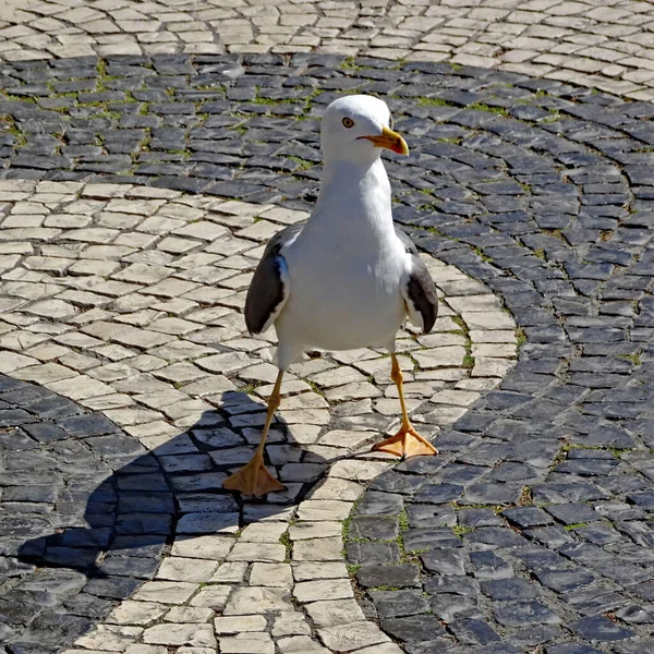 This seagull is extremely tense. Does he have to fly or fight to get the food? He is standing on the typical Portuguese cobblestones  in black and white mosaic. Location: Lisbon
