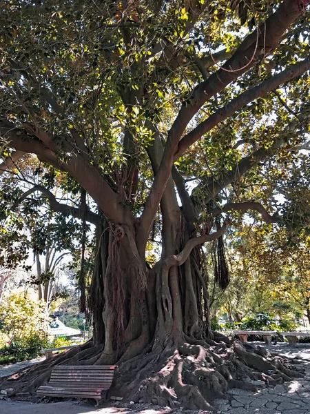 This old tree is standing in the central area of a park behind a bench. Tree name: Moreton Bay fig, Australian banyan, Ficus macrophylla. Park name: Jardim da Estrela or Jardim Guerra Junqueiro in Lisbon, Portugal