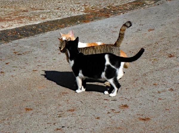 Groupe Chats Errants Ils Semblent Connaître Saluer — Photo