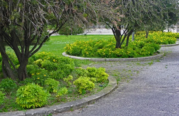 Árboles Parque Eduardo Vii Lisboa Cuidadosamente Diseñado Cada Árbol Rodeado — Foto de Stock