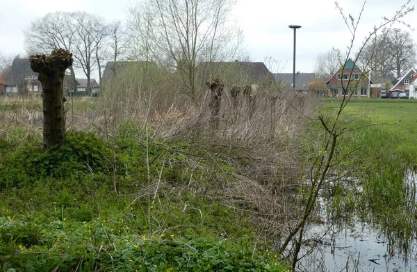 Une Rangée Saules Près Ruisseau Une Prairie Loin Village Emplacement — Photo