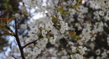 Beyaz kiraz çiçekleri. Yakın planda ve arka planda bulanık 