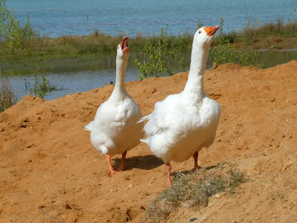 两只大雁在攻击模式下他们在一个小湖里自由地生活着 — 图库照片