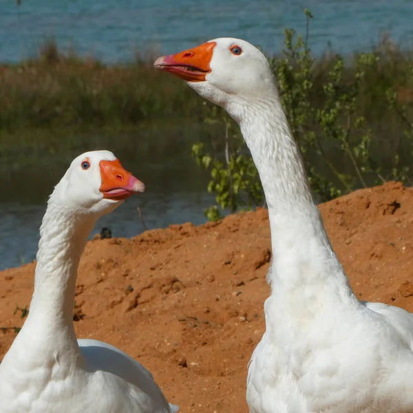 Portret Van Twee Witte Ganzen Met Blauwe Ogen Leven Vrij — Stockfoto