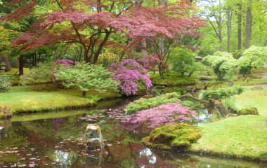 Karanlık bir göleti, yosunu, akçaağacı, açelyaları olan sakin bir Japon bahçesi.