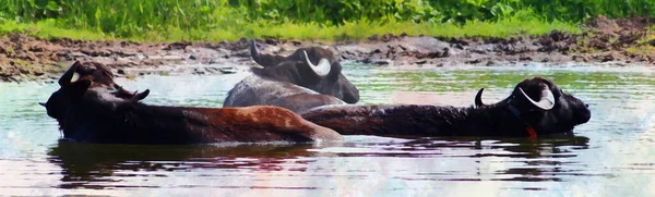 Tres Búfalos Agua Bañándose Pequeño Lago Están Tendidos Una Especie — Foto de Stock