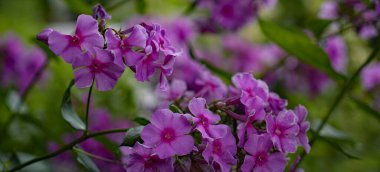 Koyu pembe Phlox, yeşil ve pembe arka planda paniklemiş çiçekler. Bitkinin diğer isimleri şöyledir: sonbahar feniks, bahçe feniks, uzun ömürlü fenomen, yaz feniks, paniğe kapılmış feniks..