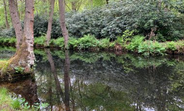 Büyük rhododendron çalıları, eğrelti otları ve ağaç gövdeleri. İkisinin arasında yansımalar olan bir kanal. Konum: Clingendael, Lahey, Hollanda