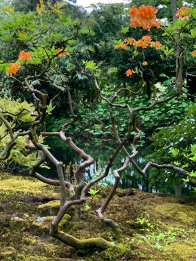 Bu çok özel rhododendron, Lahey 'deki bir Japon bahçesinin parçası. Eski, düzensiz şekilli, çok fazla yaprak ve portakal çiçeği yok.. 