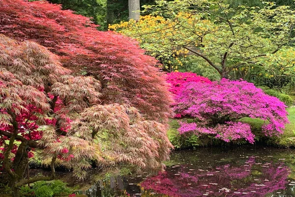 Maple Japonês Vermelho Combinado Com Uma Azálea Rosa Lago Escuro — Fotografia de Stock