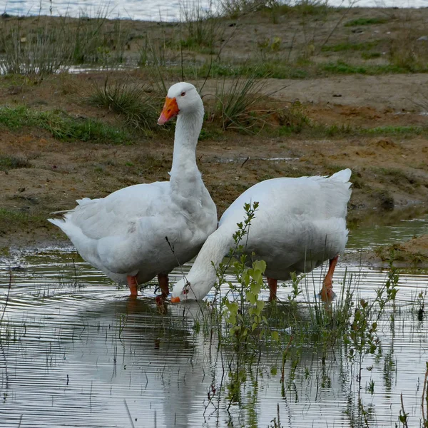 两只鹅在浅水中吃草 后面有草 — 图库照片