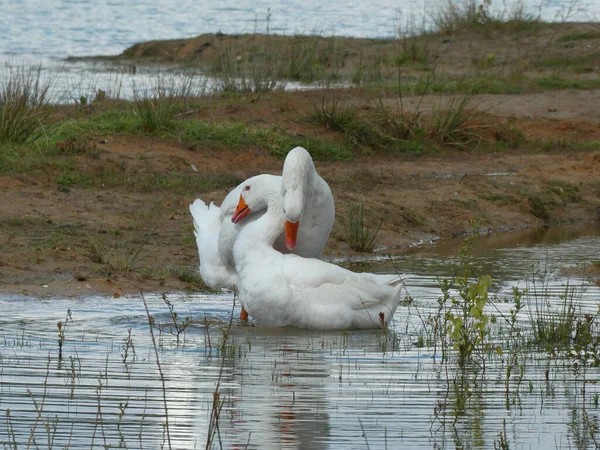 Twee Ganzen Knuffelen Ondiep Water Zand Gebied Met Gras Achter — Stockfoto