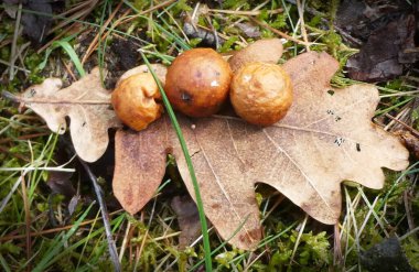 Meşe yaprağında üç meşe elması ya da meşe safrası. Bunlara yaban arısı larvası tarafından enjekte edilen kimyasallar neden olur. Roma İmparatorluğu 'ndan beri demir safra mürekkebi üretiminde meşe safraları kullanılıyor..