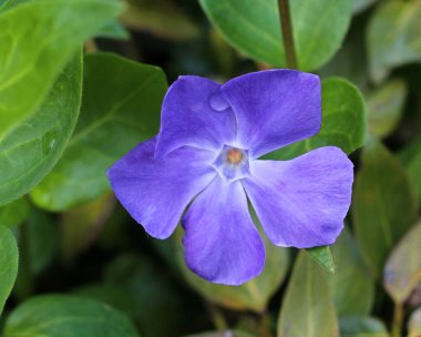 Vinca major (büyük yaprak menekşesi, büyük menekşe menekşesi, büyük menekşe veya mavi menekşe), sık sık toprak örtüsü olarak yetiştirilmek için kullanılan bir daimi yeşildir. 