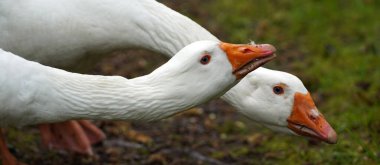 İki sinirli Emden kazının portresi