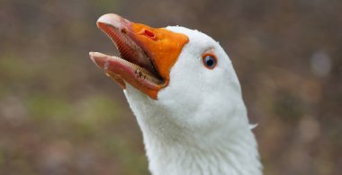 Portrait of an angry Emden goose clipart