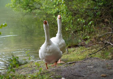 Two irritated Emden geese getting out of the water. This photographer should leave! clipart
