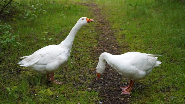 Rencontre Deux Oies Emden Sur Sentier Randonnée — Photo