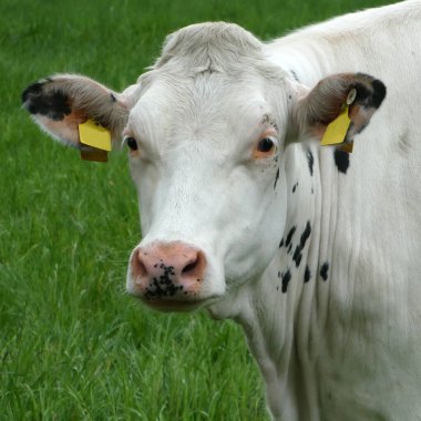 Neredeyse tamamlanmış bir Frizya ineğinin portresi