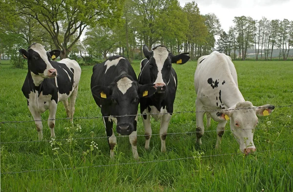 Négy Holstein Friesian Tehén Egy Gyönyörű Vidéki Környezetben Németországban Közel — Stock Fotó