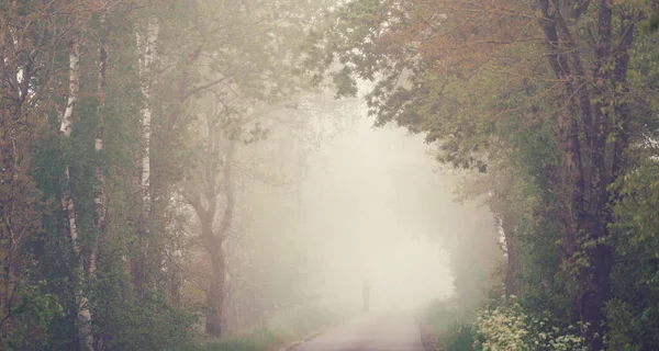 Country Road Surrounded Trees Lonely Person Walks Fog — Stock Photo, Image