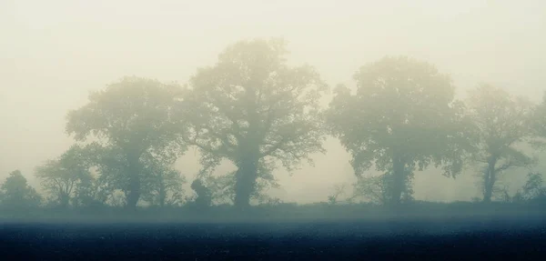 Fog Transfers Row Trees Border Field Mystical Landscape — Stock Photo, Image