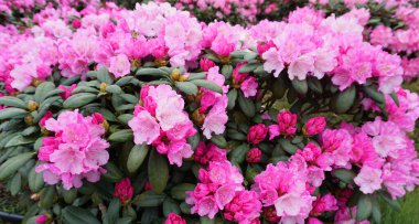 Güzel pembe rhododendron çalısı. Çiçekler koyu pembe başlar ve yaşlandıklarında daha açık bir renge dönüşürler..