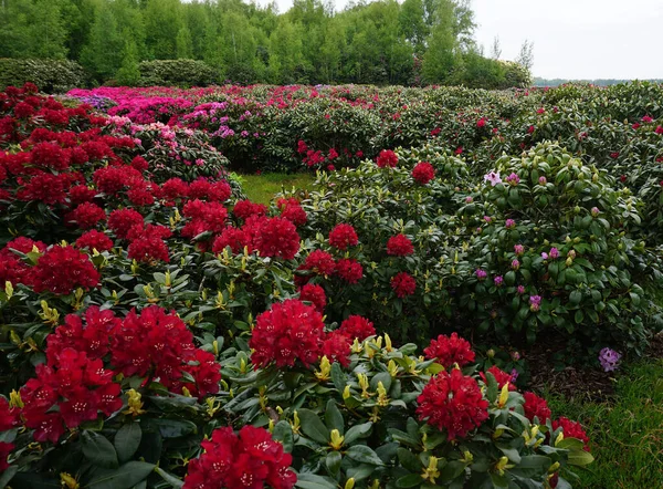 Vordergrund Rote Rhododendronbüsche Pinkfarbene Hintergrund — Stockfoto