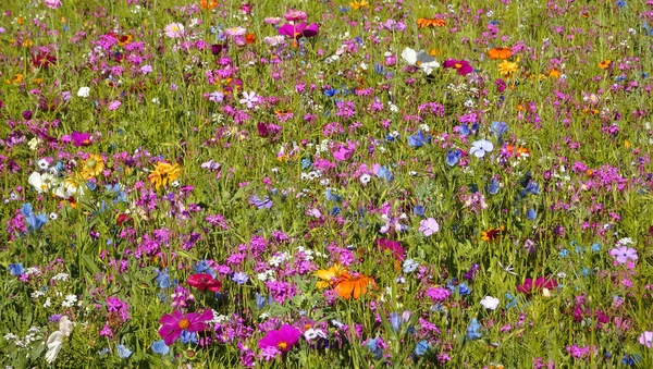 太陽の下で明るい花の牧草地 この色の光景の印象的な機能は 明るいピンクのコスモスのバイピナスです — ストック写真