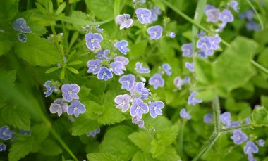 Veronica filiforis 'in soluk mavi çiçekleri (ince hız kuyusu, sürünen hız kuyusu, iplik sapı, Whetzel otu). Doğu Avrupa ve Batı Asya 'ya özgüdür ve diğer birçok bölgede tanıtılan türler olarak bilinir..  