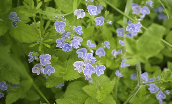 Veronica filiforis 'in soluk mavi çiçekleri (ince hız kuyusu, sürünen hız kuyusu, iplik sapı, Whetzel otu). Doğu Avrupa ve Batı Asya 'ya özgüdür ve diğer birçok bölgede tanıtılan türler olarak bilinir..  
