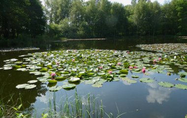 Little forest pond with pink waterlilies. Blue sky and clouds are reflected in the water.