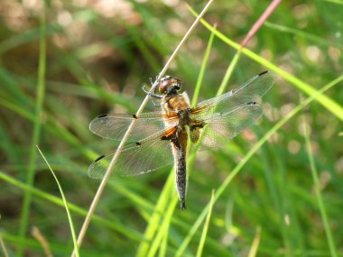 Libellula quadrimaculata, known as the four-spotted chaser or the four-spotted skimmer, is a dragonfly of the family Libellulidae found in Europe, Asia and North America