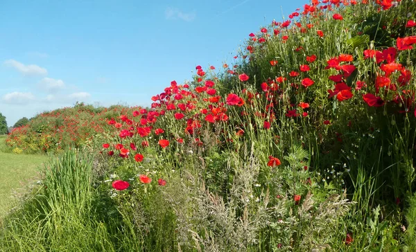 Hill Red Poppies Grass Weed Background Another Hill Flooded Flowers — Foto de Stock