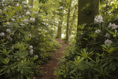 Ağaçların ve açık pembe-mor rengin olduğu bir parkın içinden geçen patika, çiçek açmış neredeyse beyaz rhododendron çalıları.