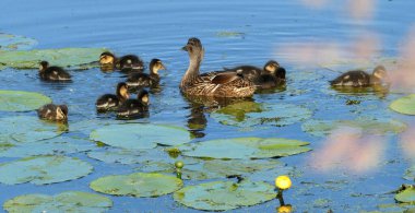 Mavi suda dokuz ördek yavrusuyla sarı nilüferli anne ördek. Mallard ailesi.