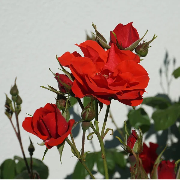 Rose Bush Lovely Pure Red Flowers Front White Wall — Stock Photo, Image