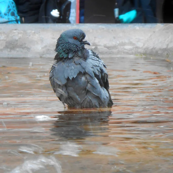 Una Paloma Madera Tomando Baño Fuente Frente Panteón Roma — Foto de Stock