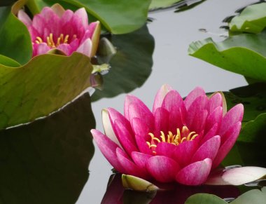 Sarı kalpli iki koyu pembe nilüfer, koyu yeşil yapraklar ve yansımalar.