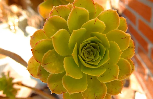 Aeonium Arboreum Boom Aeonium Boom Houseleek Ierse Roos Staan Voorkant — Stockfoto