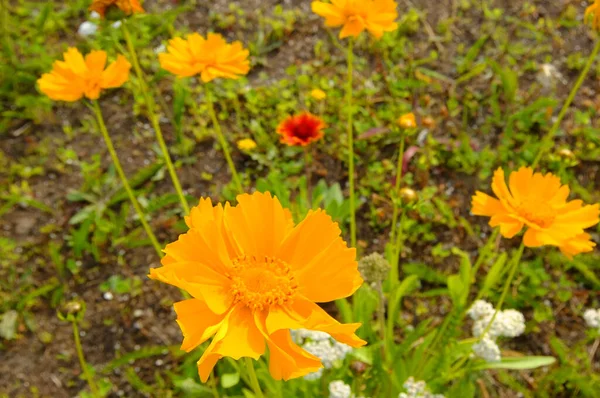 Grupo Cosmos Amarillos Comúnmente Llamados Cosmos Del Jardín Aster Mexicano —  Fotos de Stock