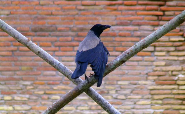 Corvus Cornix Oder Kapuzenkrähe Andere Namen Kapuzenpullover Graue Krähe Schottische — Stockfoto