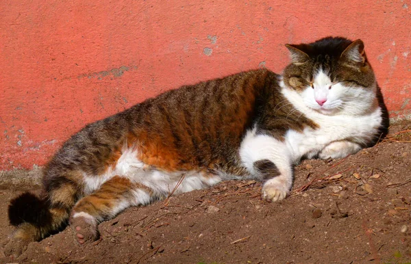 猫躺在一块色彩斑斓的墙壁上很放松 这是一个住在罗马墓地的漂亮的无家可归的混血儿 — 图库照片