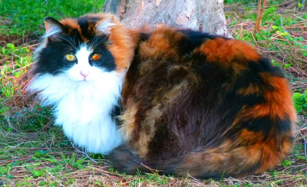 Chat Très Spécial Aux Cheveux Longs Avec Des Yeux Différentes — Photo