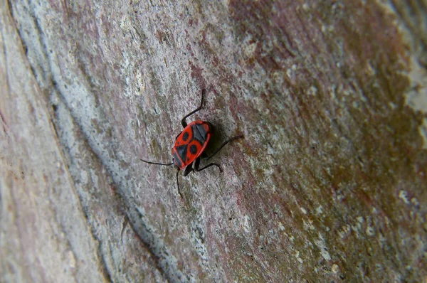 Bengala Insecto Común Familia Pyrrhocoridae Fácilmente Reconocible Debido Llamativa Coloración — Foto de Stock