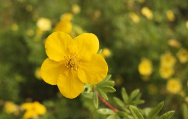 Sarı bir tarçınyağı çiçeği. Arka planda diğer çiçekler odaklanmamış. Potentilla fructicosa