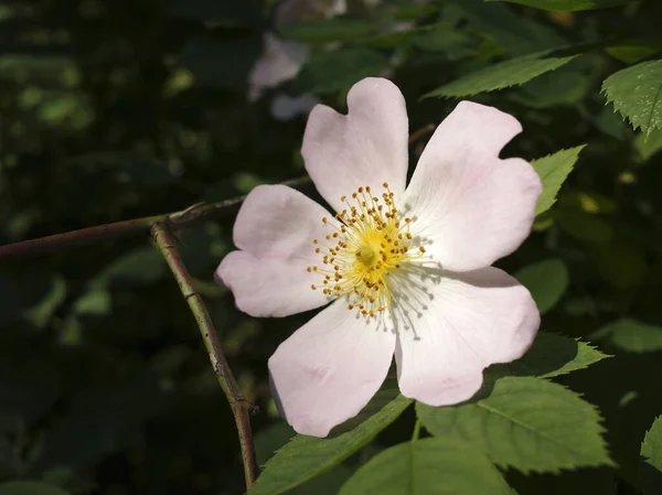 Simple Light Pink Wild Rose Name Rosa Canina Dog Rose — Stock Photo, Image