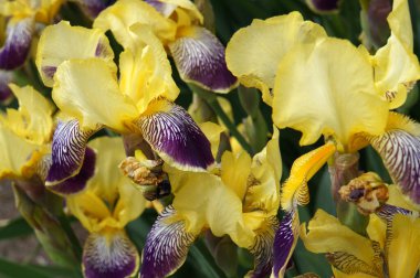 Iris Germanica 'Alevli Ejder'. Güzel bir sarı-mor sakallı göz.