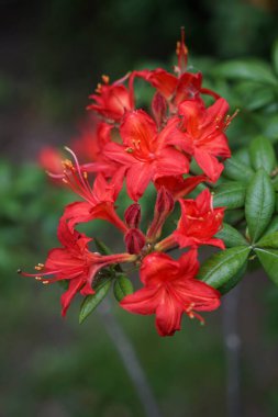 Kırmızı bir açelya çiçeğine yakın çekim